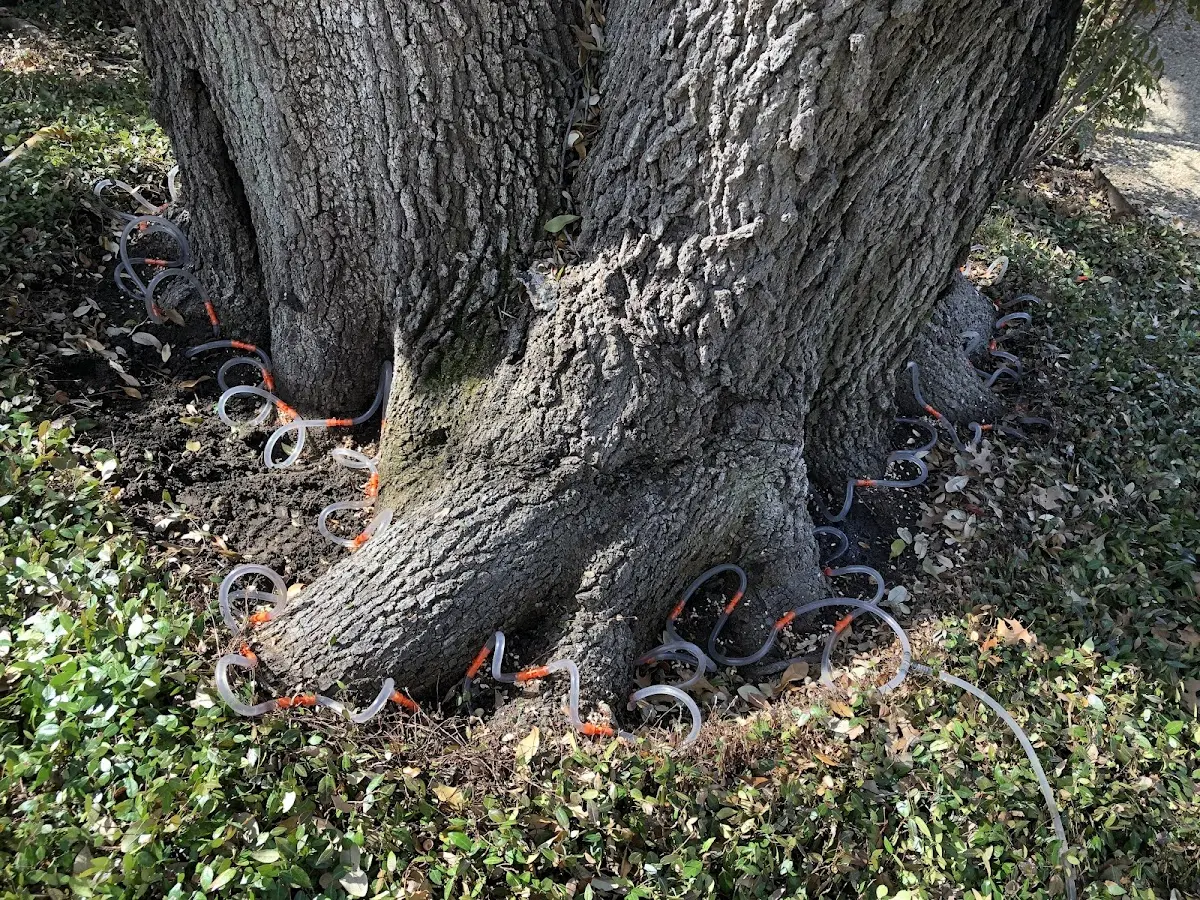 Detailed Tree Cabling and Bracing job site in Terryville