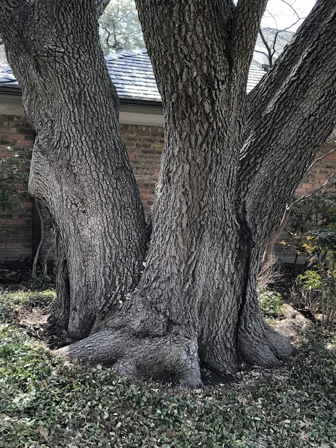 Mature heritage tree close to a Terryville property cared for by certified arborists